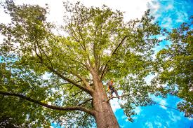 Best Root Management and Removal  in Byhalia, MS