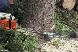 How Our Tree Care Process Works  in  Byhalia, MS